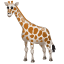 Giraffe emoji  U+1F992